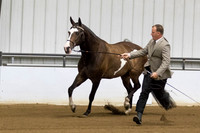 3 Half A_L Mares, all ages