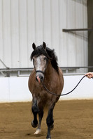 11 A_L Stallions 3 & 4 years