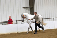 12 A_L Stallions 5 years & over