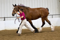 19 Opportunity Halter Geldings open to all breeds all ages