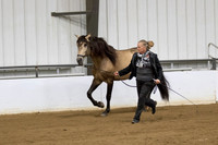 15 A_L Stallions all ages ATH