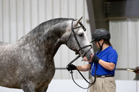 21 Opportunity In Hand Dressage Suitability open to all breeds all ages
