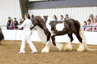 37 Gypsy Stallions 3 and over