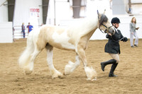 39 Gypsy Geldings 3 and over
