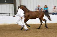 22 Region 5 Champion Part Bred Friesian Colts & Geldings 2 and under