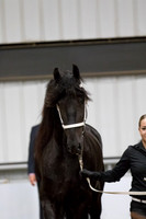 24 Region 5 Champion Part Bred Friesian Geldings 3 and over