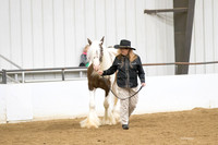 44 Gypsy Bred in North America Owner Handler