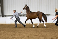 25 Region 5 Champion Part Bred Friesian Fillies 2 and under