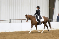 57 Opportunity English Show Hack Open to all breeds