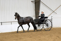 58 Region 5 Champion Part Bred Friesian Carriage Pleasure Driving Working Open