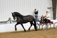 59 Region 5 Champion Friesian Fine Harness Open