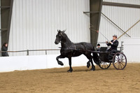 61 Region 5 Champion Friesian Show Pleasure Driving Junior Horse Open