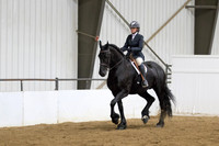 68 Region 5 Champion Friesian English Pleasure Hunt Seat Open