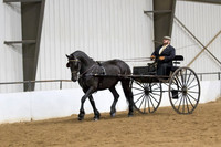 78 Region 5 Champion Friesian Country Pleasure Driving Open