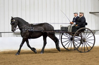 79 Region 5 Champion Friesian Country Pleasure Driving Amateur