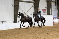 74 Region 5 Champion Friesian Tandem Riding