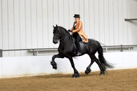 81 $100 Region 5 Champion Friesian Park Horse Open