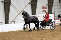 83 Region 5 Champion Friesian Carriage Pleasure Driving Working Open