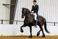 86 $100 Region 5 Champion Friesian English Show Hack Open