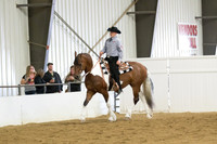 90 Region 5 Champion Part Bred Friesian Western Pleasure Open