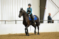 91 $100 Region 5 Champion Friesian Walk Trot Pleasure Western Junior Rider