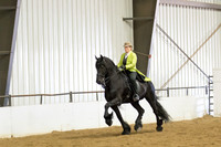 95 $100 Region 5 Champion Friesian English Pleasure Saddle Seat Open