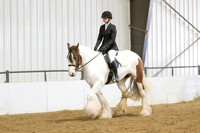 99 Gypsy Dressage Suitability Under Saddle Walk Trot Canter