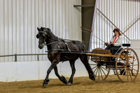 103 Region 5 Champion Friesian Sport Pleasure Driving Amateur