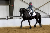 105 Region 5 Champion Friesian English Show Hack Junior Horse