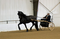 106 Region 5 Champion Friesian Show Pleasure Driving Open
