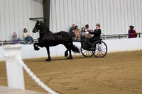 107 Region 5 Champion Friesian Show Pleasure Driving Amateur