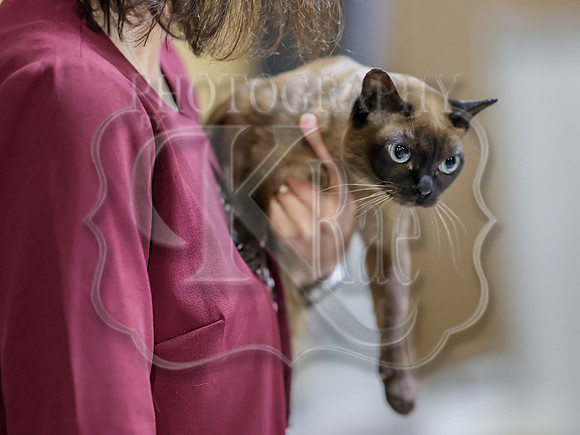CatShowSat-0861