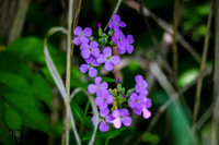 04_26GilmoreMetroParks