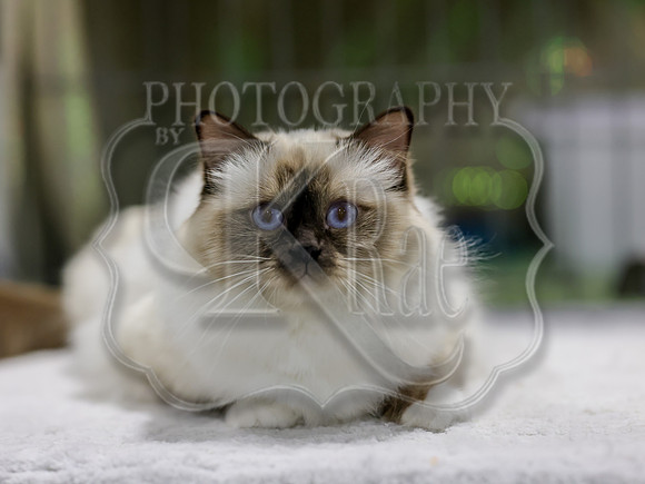 CatShowSat-0644
