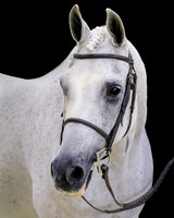 arabiansporthorseAA