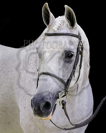 arabiansporthorseAA