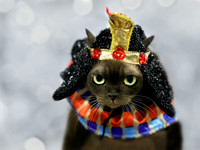 catcostume