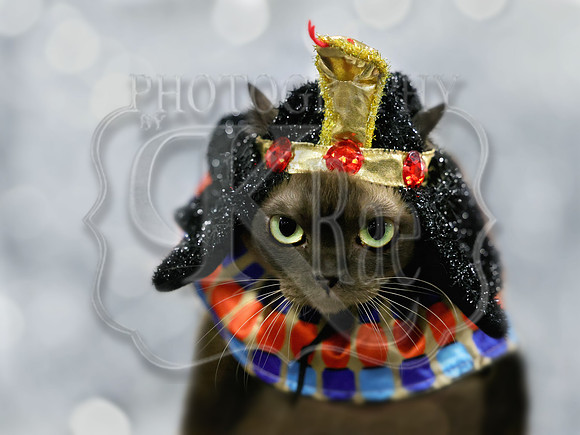 catcostume