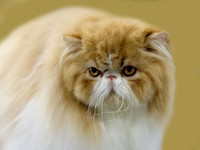 catshowc