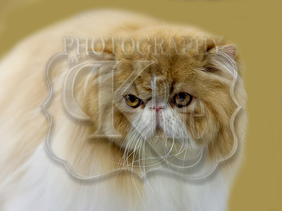 catshowc