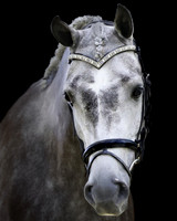 arabiansporthorseB