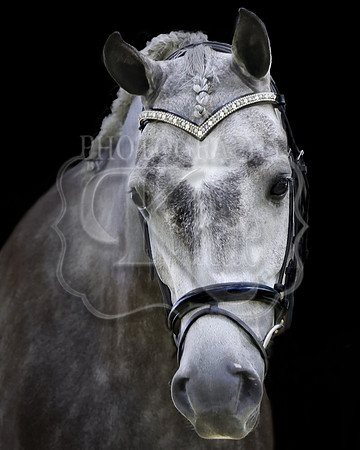 arabiansporthorseB