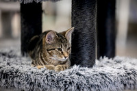 09_12_KittyBrewCafe