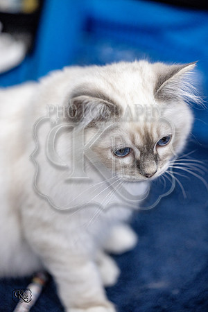 CFA_WLMGTN-0271