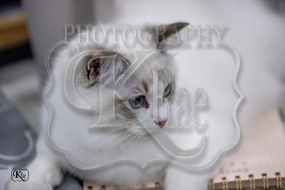 CFA_WLMGTN-0196