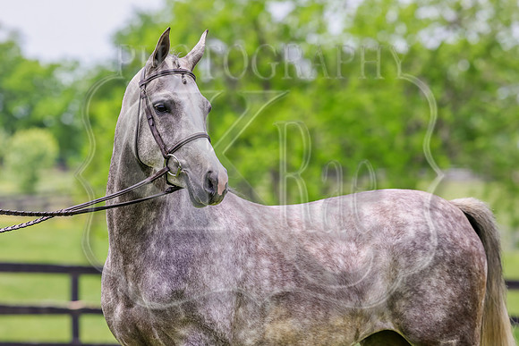 SASS-4191