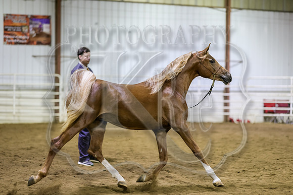 SASS-6773