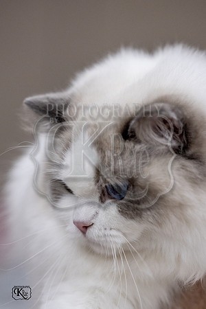 CFA_WLMGTN-0141