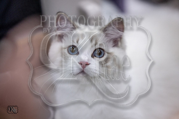 CFA_WLMGTN-0197