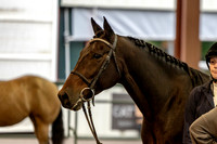 OSB_FallShow-0063